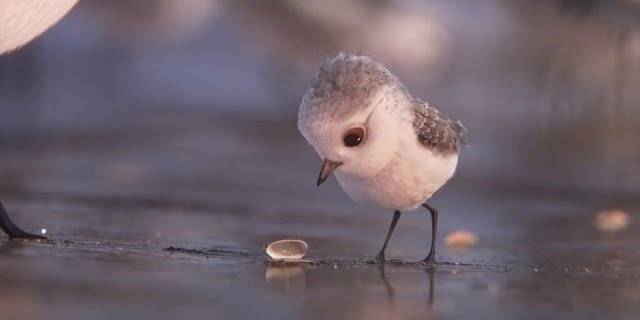 Chú Chim Trên Bờ Biển Chú Chim Trên Bờ Biển