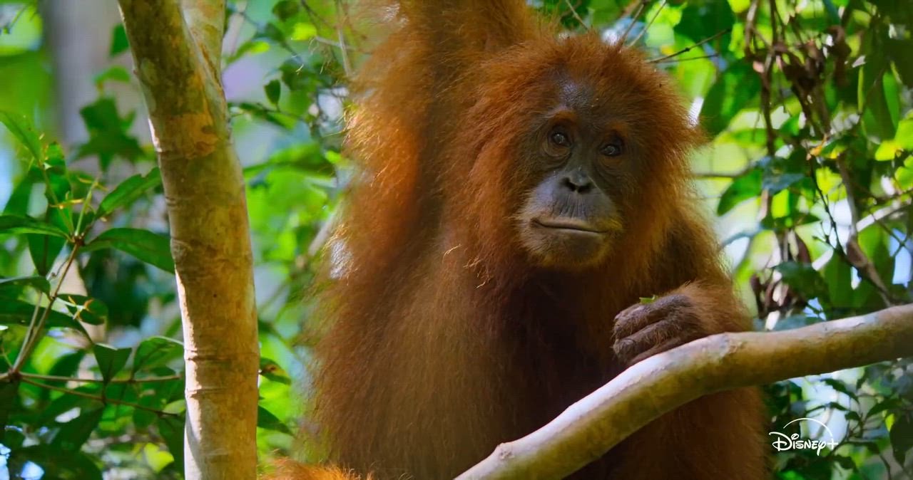 Orangutan Orangutan